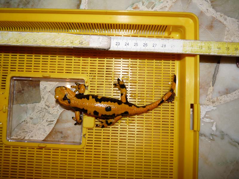 determinazione sesso Salamandra salamandra
